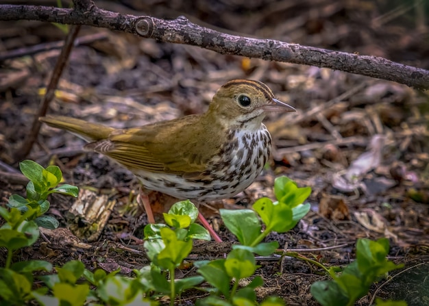 Bezpłatne zdjęcie ovenbird (seiurus aurocapilla)