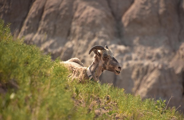 Owca Bighorn siedząca na zboczu klifu