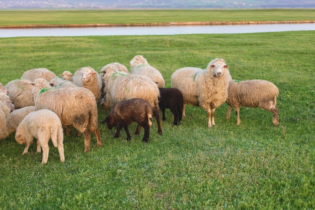 Owce i kozy pasą się wiosną na zielonej trawie