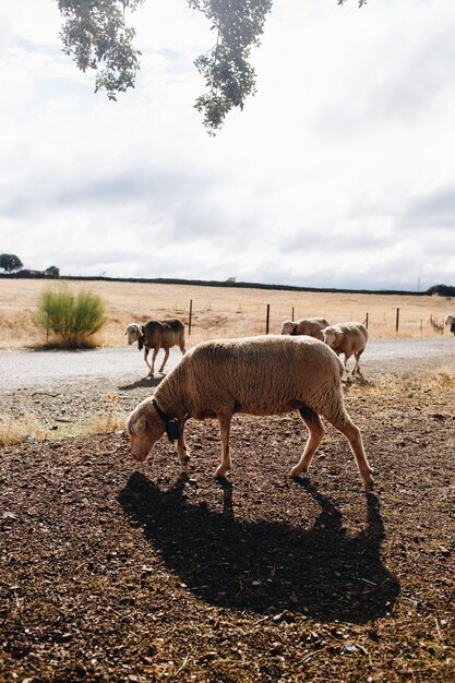 Owce na farmie wędrują za darmo w słoneczny dzień