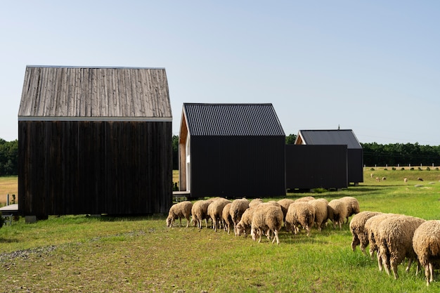 Bezpłatne zdjęcie owce na polu w pobliżu stodoły