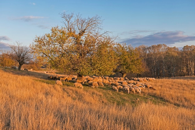 Owce pasą się na wzgórzach owce o zachodzie słońca