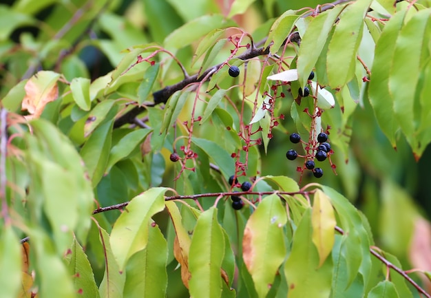 Owoce czeremchy zjadane przez ptaki wystrzeliwane z bliska otoczone zielonymi liśćmi drzewa