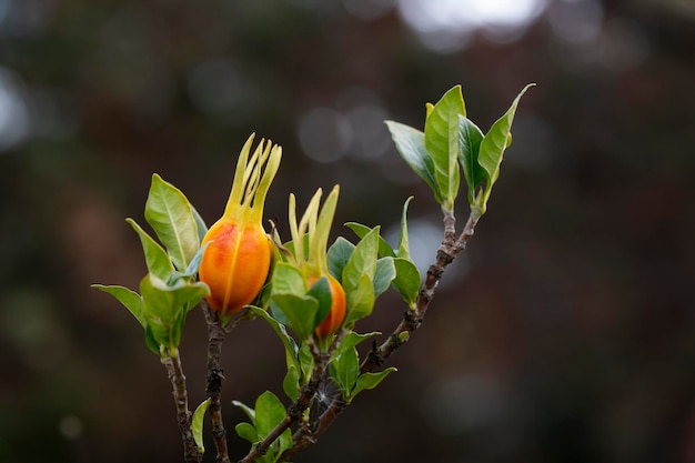 Owoce jaśminu szypułkowego na drzewie pomarańczowe owoce na zielonych gałązkach gardenii jaśminowej