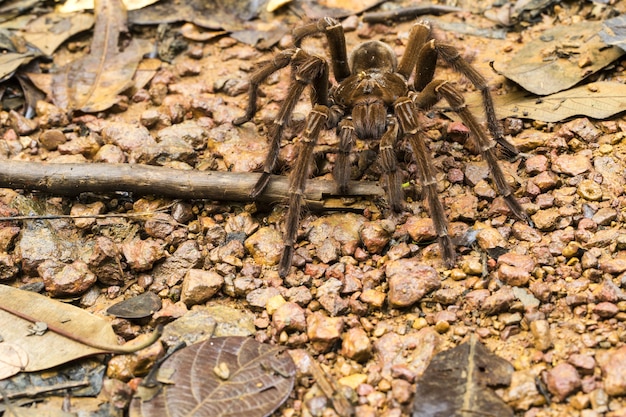 Pająk goliat żywiący się ptakami , Theraphosa blondi