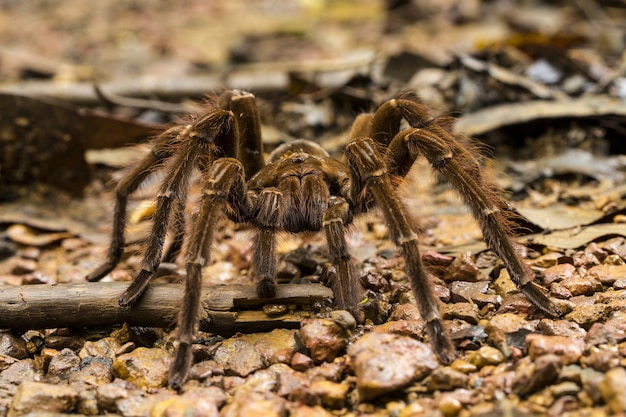 Pająk żywiący się ptakami Goliat, Theraphosa blondi