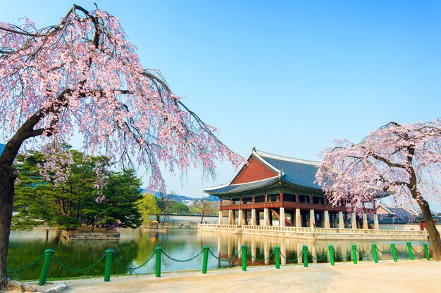 Pałac Gyeongbokgung z kwiatem wiśni wiosną, Korea.