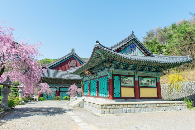 Bezpłatne zdjęcie pałac gyeongbokgung z kwiatem wiśni wiosną, korea