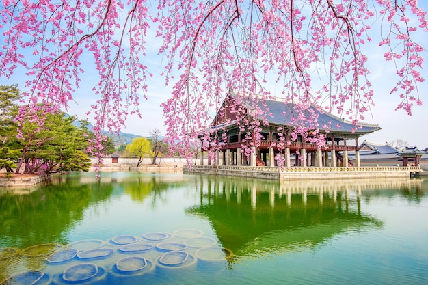 Pałac Gyeongbokgung z kwitnącą wiśnią wiosną, Korea Południowa.