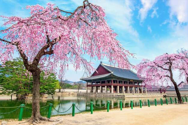 Pałac Gyeongbokgung z kwitnącą wiśnią wiosną, Seul w Korei.