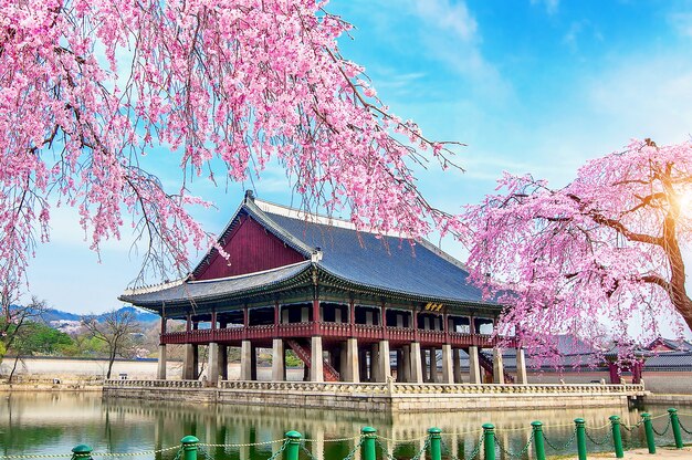 Pałac Gyeongbokgung z kwitnącą wiśnią wiosną, Seul w Korei.