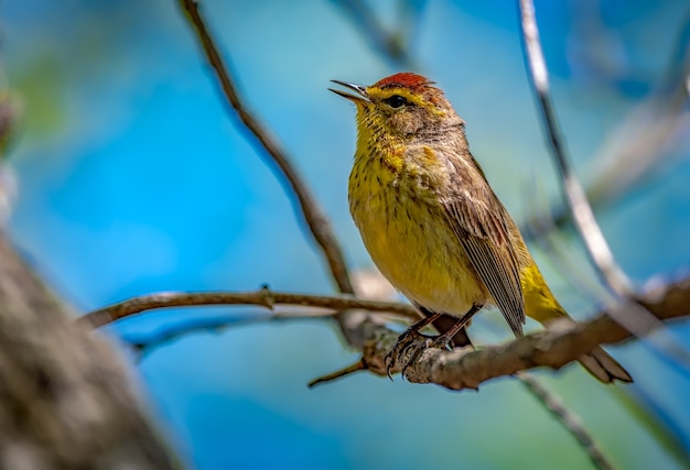 Bezpłatne zdjęcie palm warbler (setophaga palmarum)