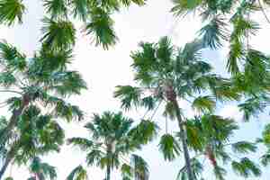 Bezpłatne zdjęcie palma na niebie