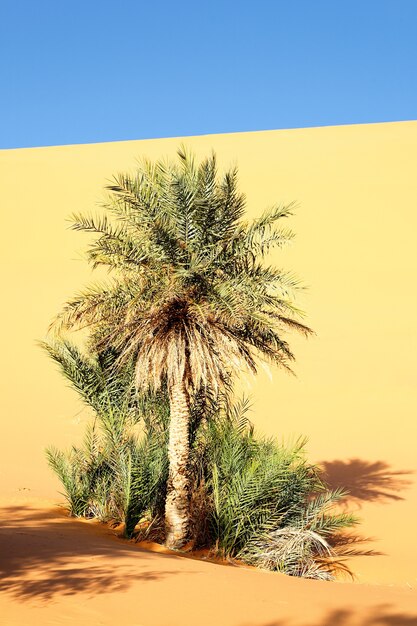 Palma na pustyni z wydmami i błękitnym niebem