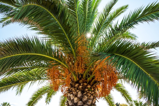 Palma ze słońcem przedzierającym się przez zielone gałęzie