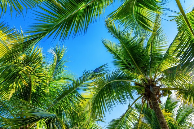 Palmy kokosowe. Tropikalne tło.