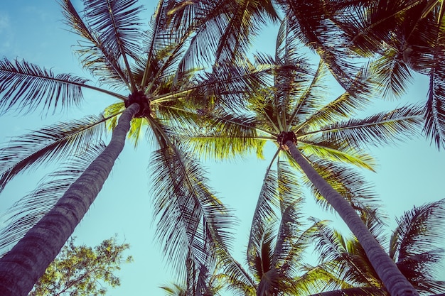 Bezpłatne zdjęcie palmy kokosowe
