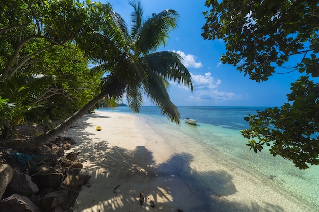 Bezpłatne zdjęcie palmy na plaży otoczonej zielenią i morzem w promieniach słońca na praslin na seszelach