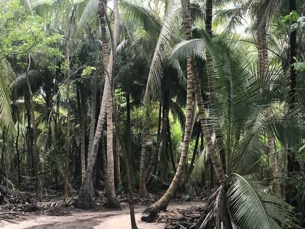 Palmy rosną obok siebie w dżungli