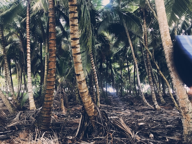 Palmy rosną obok siebie w dżungli