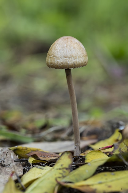 Panaeolus papilionaceus, kiecka grzyb mottlegill