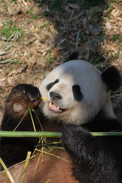 Panda wielka leżąca na plecach i jedząca pędy bambusa.
