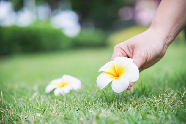 Pani ręka wybrać kwiat Plumeria z zielonej trawie ziemi - ludzie z koncepcją pięknej przyrody