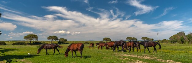 Panorama z końmi pasącymi się na zielonej łące