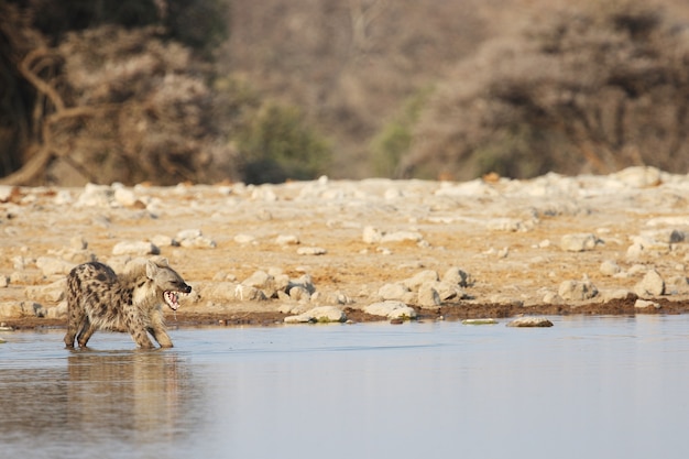 Bezpłatne zdjęcie panoramiczne ujęcie hieny rozciągającej się w wodopoju