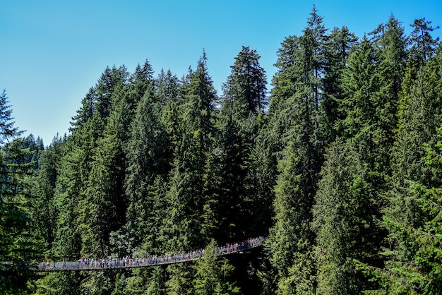 Panoramiczne ujęcie ludzi na wiszącym moście wśród wysokich drzew leśnych w słoneczny dzień