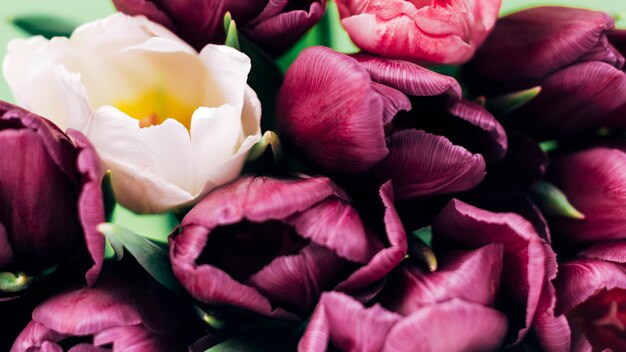 Panoramiczny widok biali tulipany wśród purpurowych tulipanów