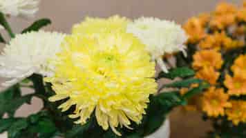Bezpłatne zdjęcie panoramiczny widok białych i żółtych kwiatów chryzantem
