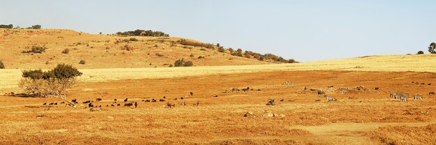 Panoramiczny widok dzikich zwierząt w RPA