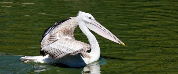 Panoramiczny widok na biały pelikan na wodzie