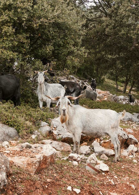 Panoramiczny widok na dzikie kozy w przyrodzie