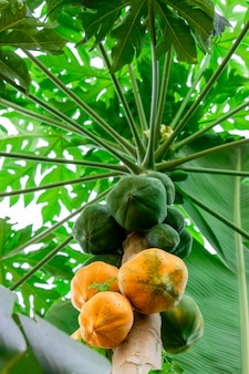Papaya drzewo z różnymi owocami i pięknym niebieskim tle nieba.