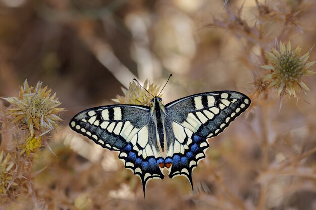 Papilio machaon z żywymi kolorami