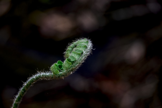 Bezpłatne zdjęcie paproć fiddlehead