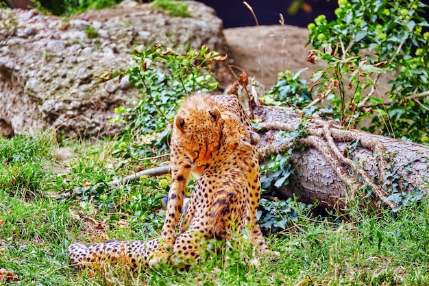 Para Gepardów (acinonyx Jubatus) – To Duży Kot Z Podrodziny Felinae, Który Zamieszkuje Większość Afryki I Części Iranu. Premium Zdjęcia