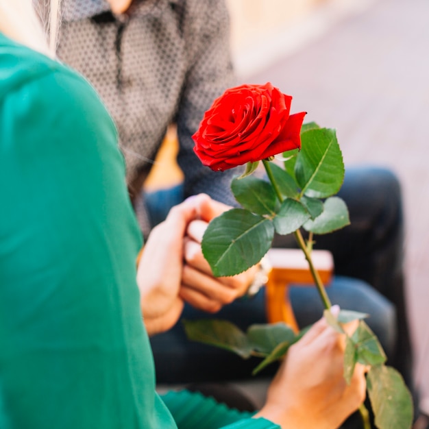 Para trzyma each inny ręki mienia czerwoną piękną różę