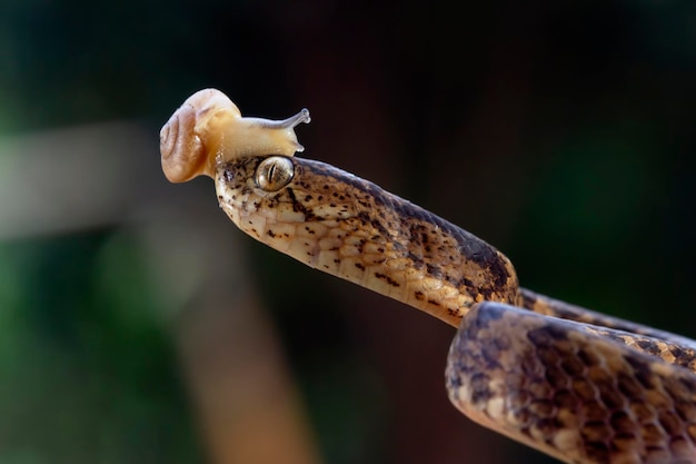 Pareas carinatus zbliżenie na drewno