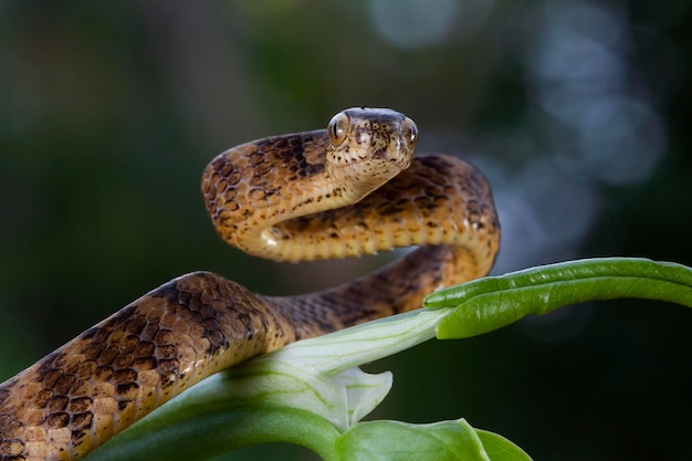 Pareas carinatus zbliżenie na drewno