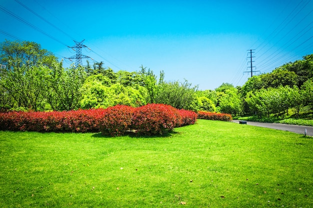 Bezpłatne zdjęcie park miejski