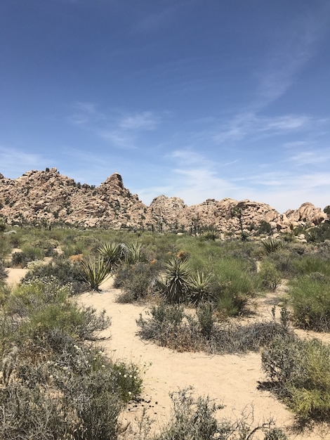 Park Narodowy Joshua Tree