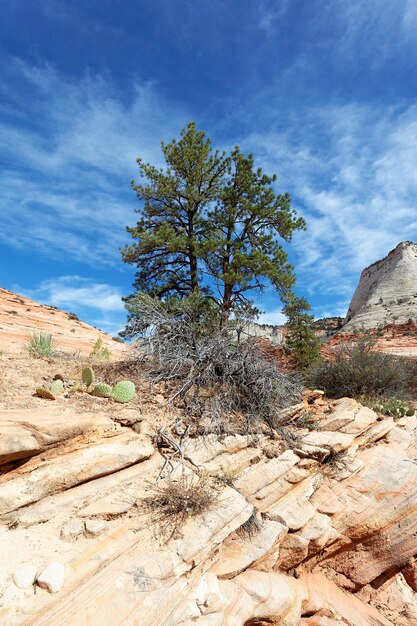 Park Narodowy Zion, USA. Malownicze wielokolorowe klify tworzą niezapomniany krajobraz