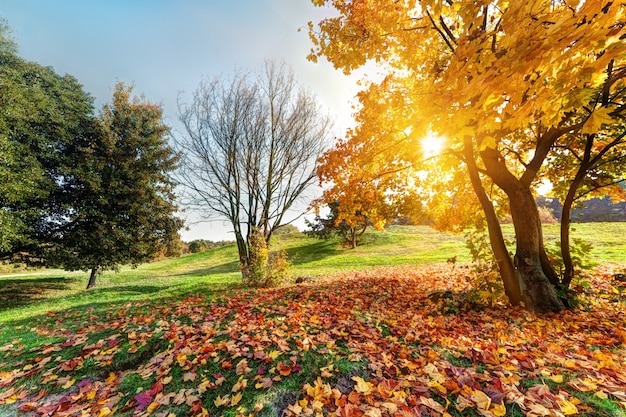 Park o zachodzie słońca