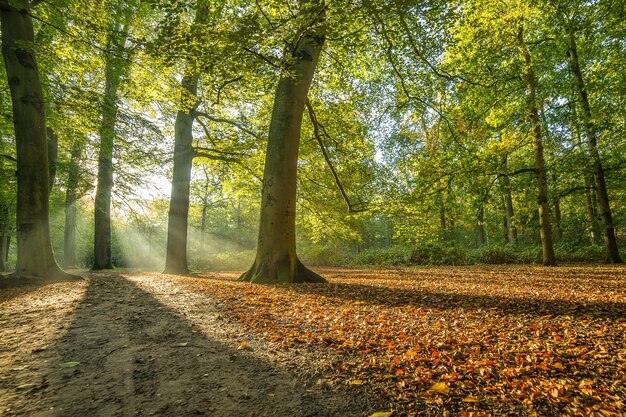 Park porośnięty drzewami w słońcu