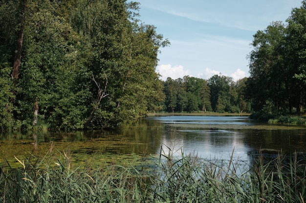 Park z leśnym jeziorem, północne lato, widok na jezioro z trzcinami i liliami wodnymi. Fotografia krajobrazowa, słoneczny dzień