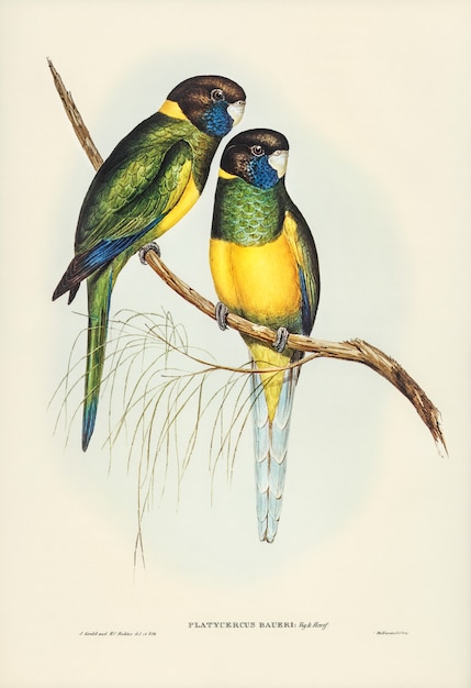 Parrakeet (Platycercus Bauerii) zilustrowany przez Elizabeth Gould