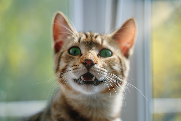 Pasiasty kot z otwartymi ustami patrzy w kamerę zbliżenie zabawnych zielonookich kotek zwierzak siedzi przy oknie...